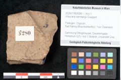 Foto (Objekt + Etikett) von Araucaria sternbergii Goeppert (NHMW-GEO-2024-0188-8280)